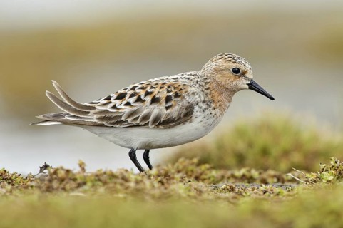 Red-necked Stint (Calidris ruficollis), Alaska, USA