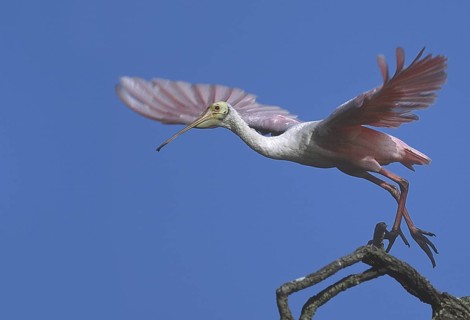 Roseate Spoonbill (Platalea ajaja), Florida, USA