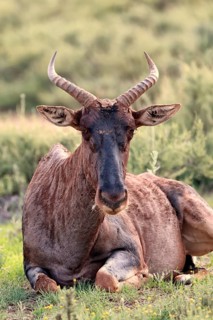 Tsessebe (Damaliscus lunatus), lyrebird, crescent moon antelope, adult, sitting, relaxed, Mokala