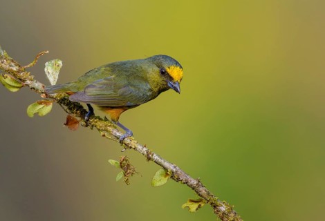 Olive-backed Euphonia (Euphonia gouldi) at Laguna Lagarto Lodge, Boca Tadapa, Costa Rica