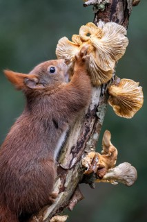 Squirrel (Sciurus vulgaris) eating mushrooms, Emsland, Lower Saxony, Germany
