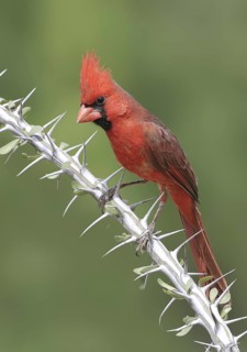 Northern Cardinal (Cardinalis cardinalis), Texas, USA
