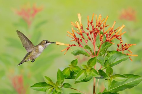 Ruby-throated Hummingbird (Archilochus colubris) female flying while feeding on flower nectar,