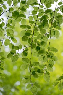 European beech (Fagus sylvatica), beech branch in spring, with fresh beech leaves, Oberhausen, Ruhr