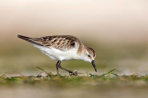 Animals, Birds, Little Stint, (Calidris minuta), Biotope, Habitat, Foraging, Migratory bird,
