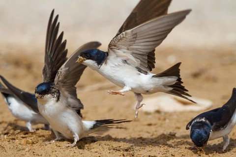 Common House Martin (Delichon urbicum), Greece