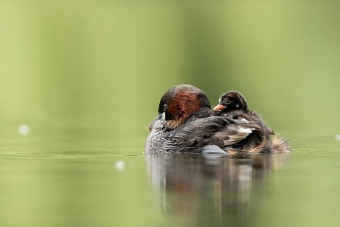 Little Grebe (Tachybaptus ruficollis) with chicks, Hesse, Germany