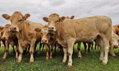 A group of cows (bos taurus) on a pasture posing under a slightly cloudy sky, Franconian Forest