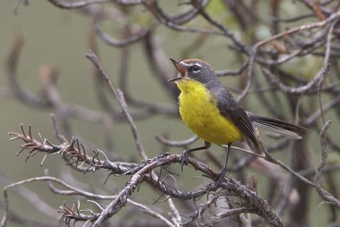 Brown-capped Redstart (Myioborus brunniceps) perched on a branch in Bolivia, South America