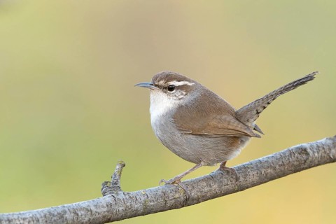 Bewick's Wren (Thryomanes bewicki), Sacramento County California