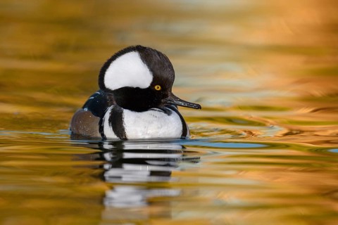 Hooded Merganser (Lophodytes cucullatus) male, Arizona, USA