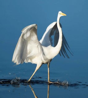 Great White Egret (Ardea alba) standing with open wings in the shallow water zone of a lake, blue