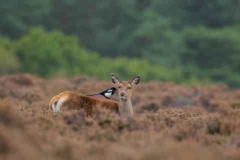 Red deer (Cervus elaphus) adult female hind animal with a Magpie bird on its back in heathland in