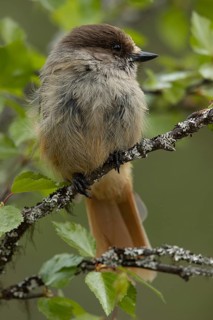 Siberian Jay (Perisoreus infaustus) perched on a branch, Dalarna, Sweden
