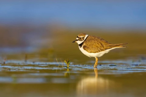 Little Ringed Plover (Charadrius dubius) foraging, North Rhine-Westphalia, Germany
