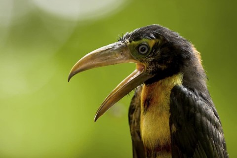 Collared aracari
