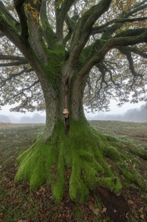 English oak (Quercus robur) with fungal infestation in fog, Emsland, Lower Saxony, Germany