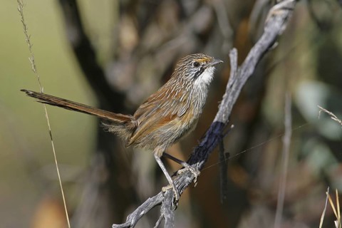 Striated Grasswren (Amytornis striatus) female, South Australia, Australia