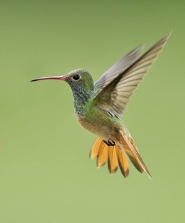 Buff-bellied Hummingbird (Amazilia yucatanensis), Texas, USA