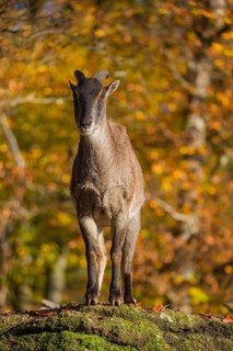 A female Himalayan tahr (Hemitragus jemlahicus) stands on a rock. In the background is a dense