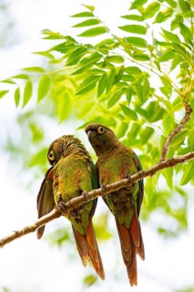 Deville Parakeet (Pyrrhura devillei) Pantanal Brazil