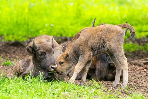 European bison (Bison bonasus) mother with her youngster on a meadow in summer, Bavarian Forest,