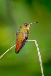 Cinnamon Hummingbird Amazilia rutila La Bajada, Nayarit, Mexico 8 June Adult Trochilidae