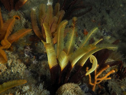 Elegant hair star (Tropiometra carinata)