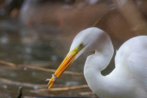 Great White Egret (Egretta alba) Germany