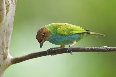 Bay-headed Tanager (Tangara gyrola), Costa Rica