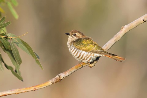Horsfield's Bronze Cuckoo (Chrysococcyx basalis) perched on a branch, Victoria, Australia