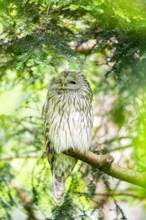 Ural owl (Strix uralensis) sitting on a branch, Bavaria, Germany