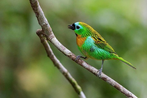 Brassy-breasted Tanager (Tangara desmaresti) perched on a branch in the Atlantic rainforest of