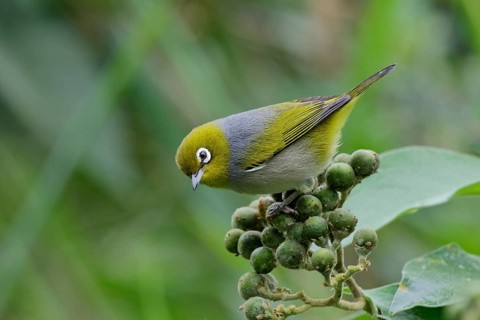 Silvereye (Zosterops lateralis), Queensland, Australia