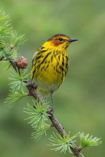 Cape May Warbler (Dendroica tigrina) perched on a branch in Ontario, Canada
