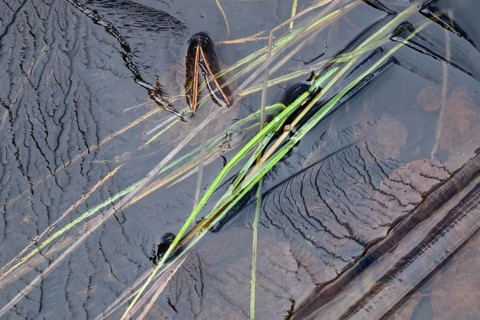 Abstract ice structures and reed stalks, Norrbotten, Lapland, Sweden, September 2024