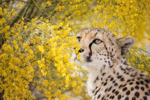 Cheetah (Acinonyx jubatus) adult in blooming flowers, Castile-La Mancha, Spain