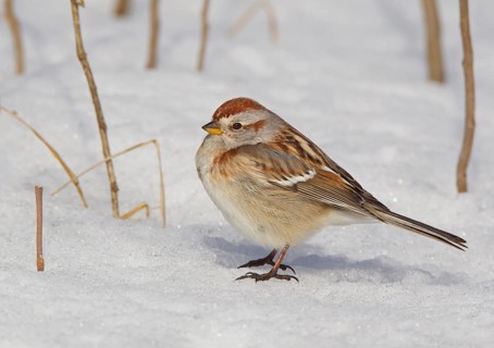 American Tree Sparrow (Spizelloides arborea), Ohio, USA