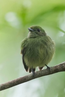 Blue-crowned Manakin (Lepidothrix coronata) perched on a branch in Panama