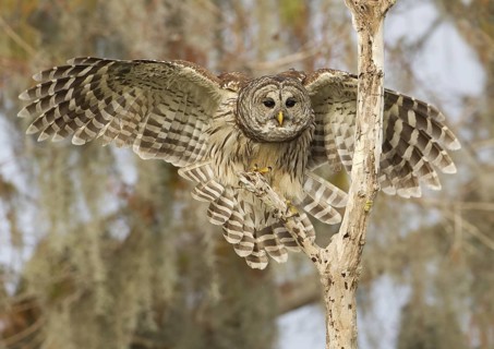 Barred Owl (Strix varia) flying, Florida, USA