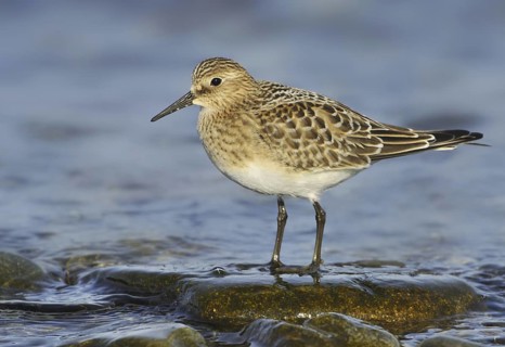 Baird's Sandpiper (Calidris bairdii), British Columbia, Canada