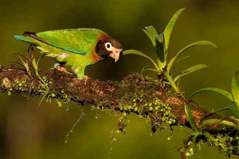 Brown-hooded Parrot (Pyrilia haematotis), Costa Rica