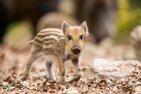 Wild boar (Sus scrofa) piglet walking in a forest, Bavaria, Germany