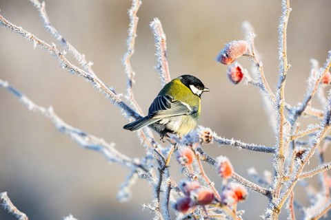 Great tit (Parus major) Germany
