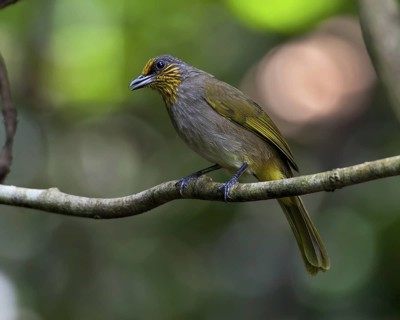Stripe-throated Bulbul (Pycnonotus finlaysoni), Thailand