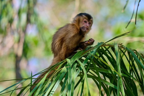 Monkey sitting between green leaves and looking around curiously, capuchin monkey (Sapajus apella),