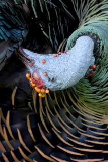 Ocellated Turkey (Meleagris ocellata) male preening, Peten, Guatemala