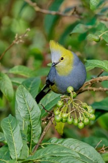Long-tailed Silky-flycatcher, Ptiliogonys caudatus feeding on Twoleaf nightshade berries, Costa