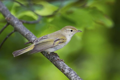 Western Bonelli's Warbler (Phylloscopus bonelli), Bavaria, Germany