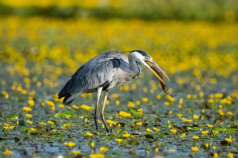 Grey heron (Ardea cinerea) amidst flowering sea pots (Nymphoides peltata) Hungary
